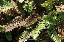 Leptinella potentillina