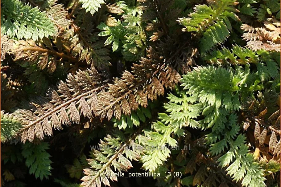 Leptinella potentillina