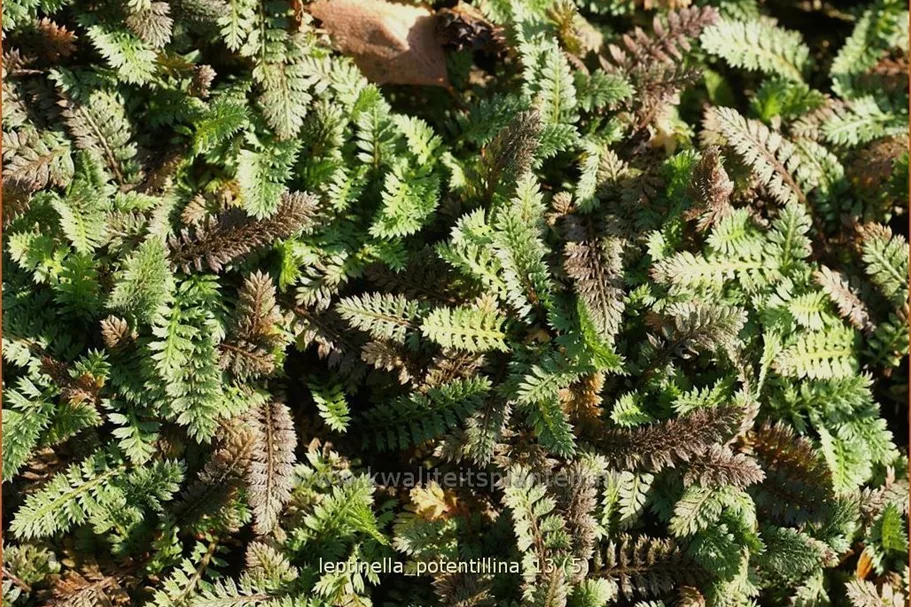 Leptinella potentillina