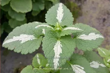 Lamium maculatum 'Shell Pink'