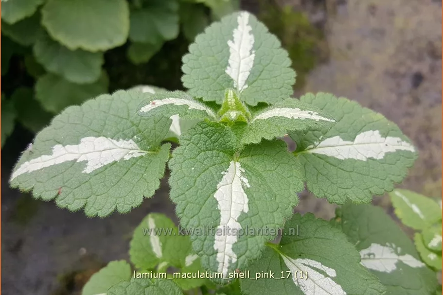 Lamium maculatum 'Shell Pink'