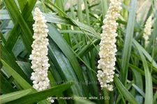 Liriope muscari 'Monroe White'