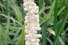 Liriope muscari 'Monroe White'