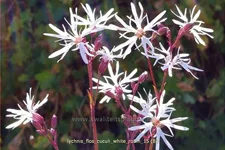 Lychnis flos-cuculi 'White Robin'