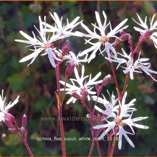 Lychnis flos-cuculi 'White Robin'