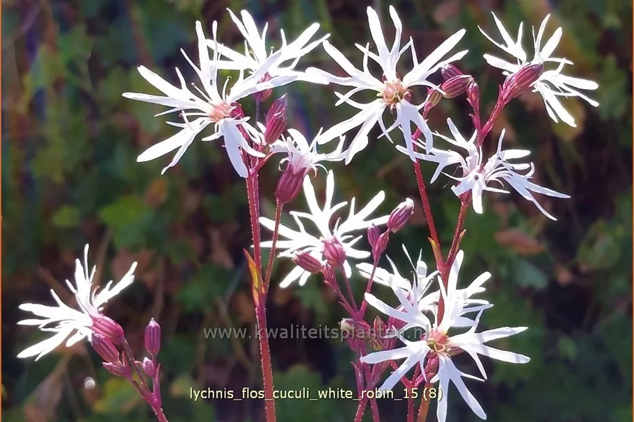 Lychnis flos-cuculi 'White Robin'