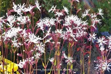 Lychnis flos-cuculi 'White Robin'