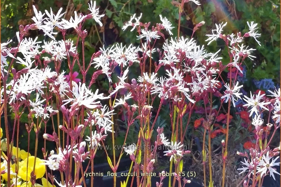 Lychnis flos-cuculi 'White Robin'