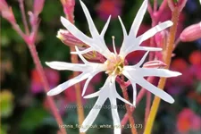 Lychnis flos-cuculi 'White Robin'