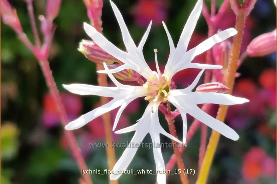 Lychnis flos-cuculi 'White Robin'