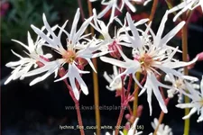 Lychnis flos-cuculi 'White Robin'