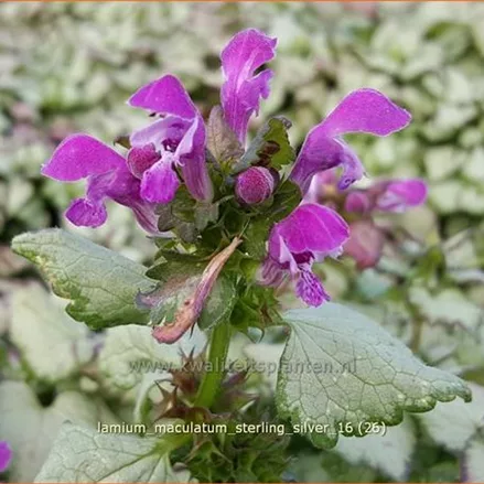 Lamium maculatum 'Sterling Silver'