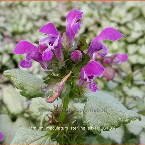 Lamium maculatum 'Sterling Silver'