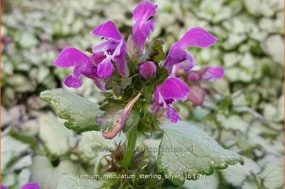 Lamium maculatum 'Sterling Silver'