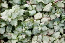Lamium maculatum 'Sterling Silver'