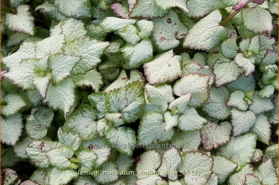 Lamium maculatum 'Sterling Silver'