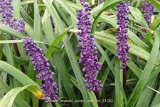 Liriope muscari 'Purple Passion'