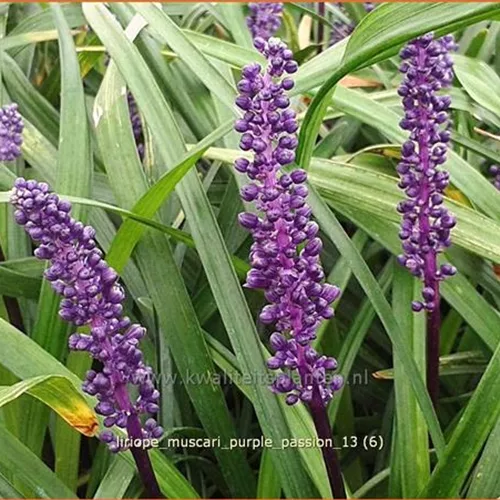 Liriope muscari 'Purple Passion'