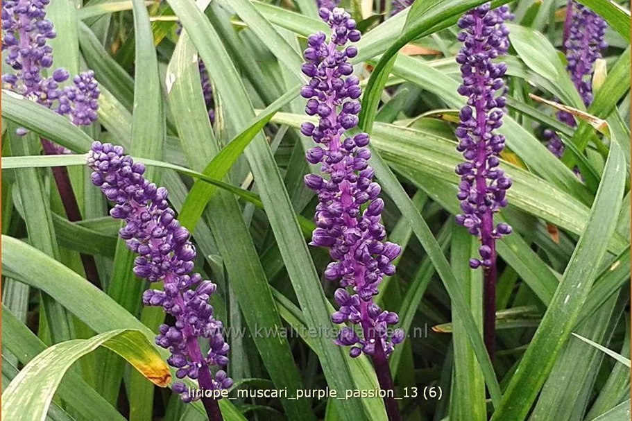 Liriope muscari 'Purple Passion'