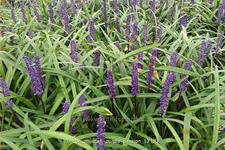 Liriope muscari 'Purple Passion'