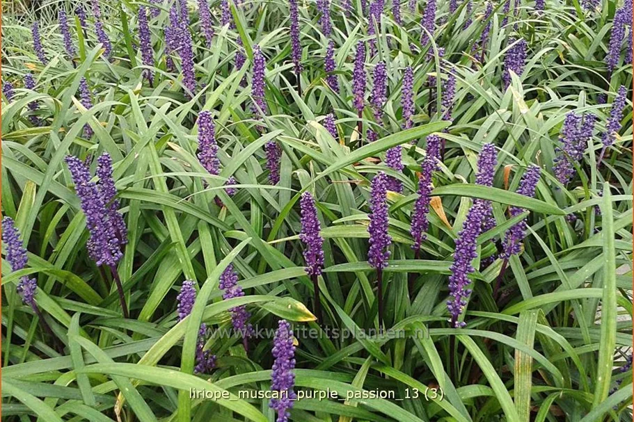 Liriope muscari 'Purple Passion'