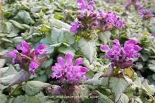 Lamium maculatum 'Sterling Silver'
