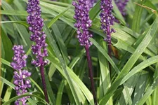 Liriope muscari 'Purple Passion'
