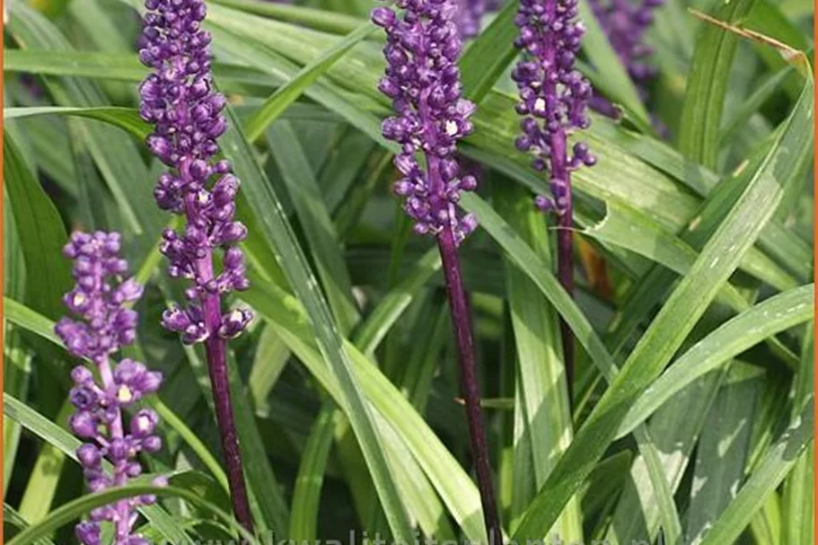 Liriope muscari 'Purple Passion'
