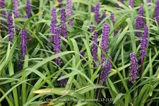 Liriope muscari 'Purple Passion'