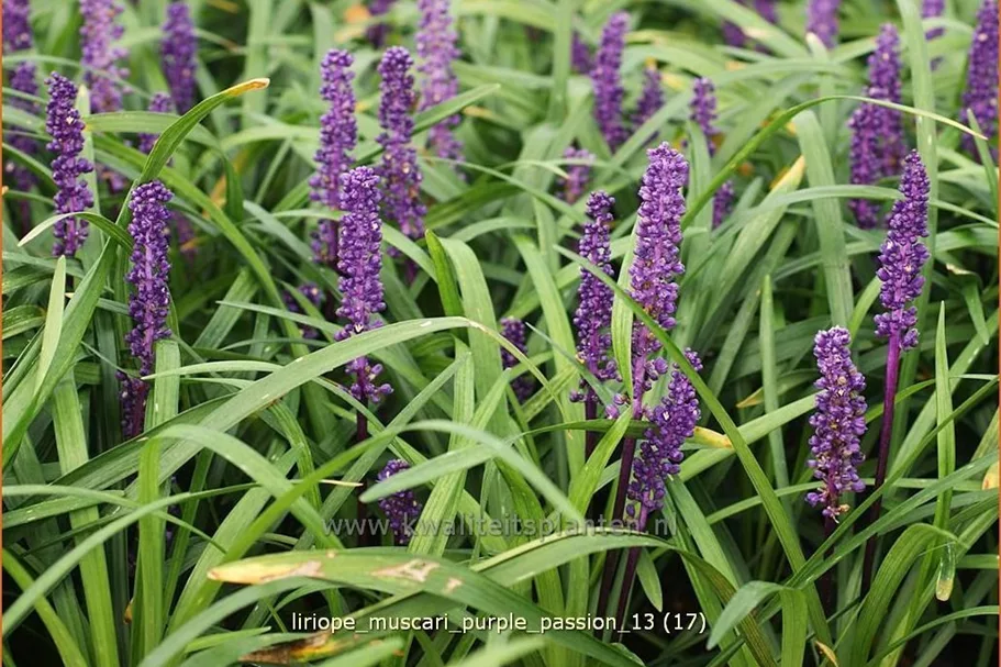 Liriope muscari 'Purple Passion'