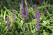 Liriope muscari 'Purple Passion'
