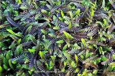 Leptinella squalida 'Platt´s Black'