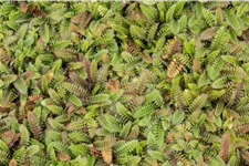 Leptinella squalida 'Platt´s Black'