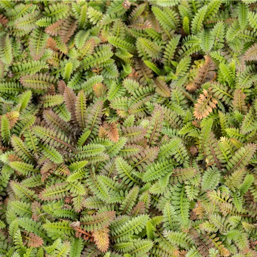 Leptinella squalida 'Platt´s Black'