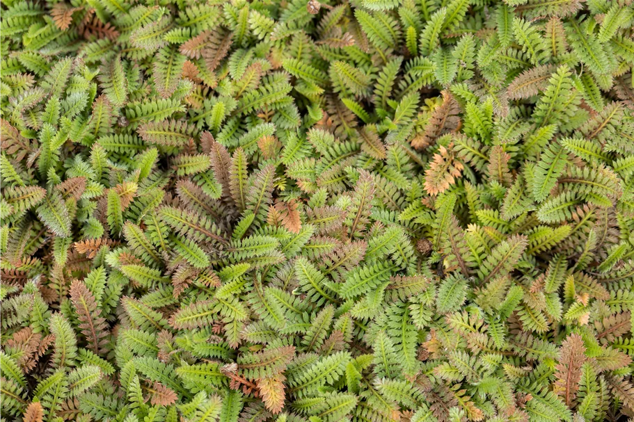 Leptinella squalida 'Platt´s Black'