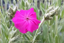 Lychnis 'Hill Grounds'