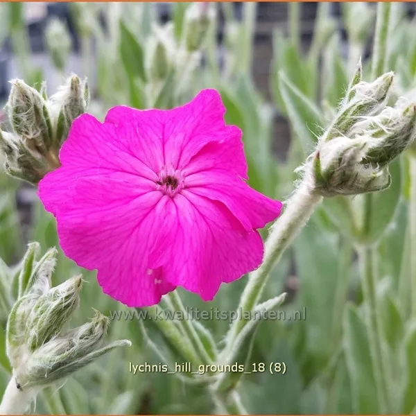 Lychnis 'Hill Grounds'