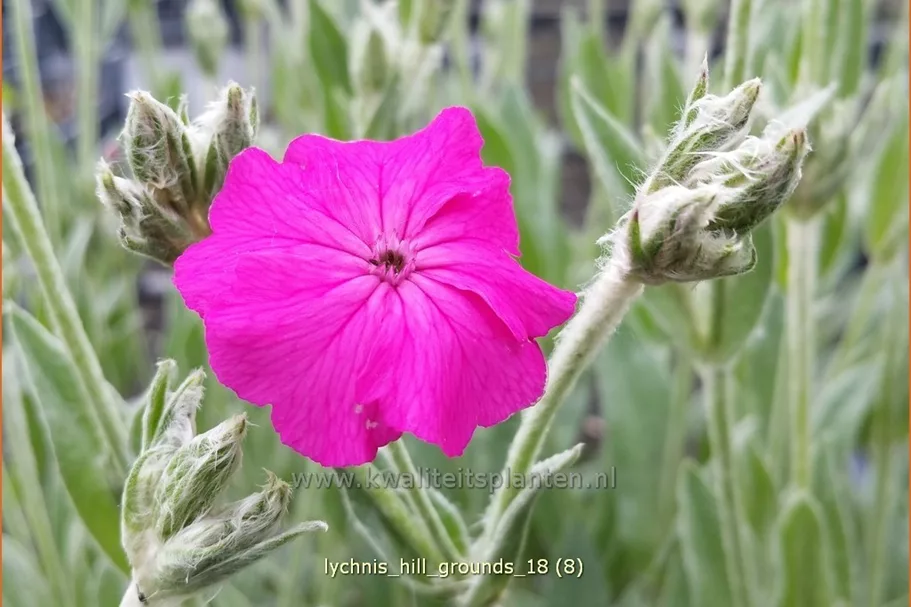 Lychnis 'Hill Grounds'