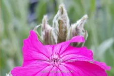 Lychnis 'Hill Grounds'