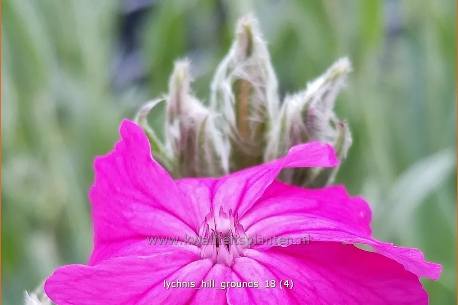 Lychnis 'Hill Grounds'