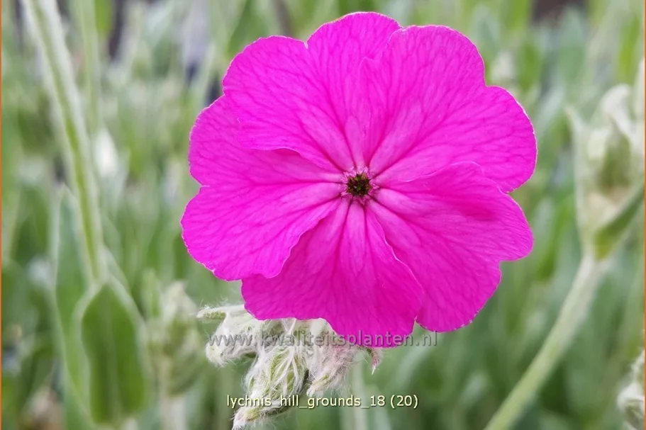 Lychnis 'Hill Grounds'