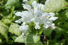 Lamium maculatum 'White Nancy'