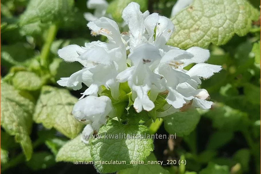 Lamium maculatum 'White Nancy'