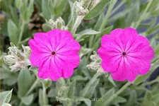 Lychnis 'Hill Grounds'