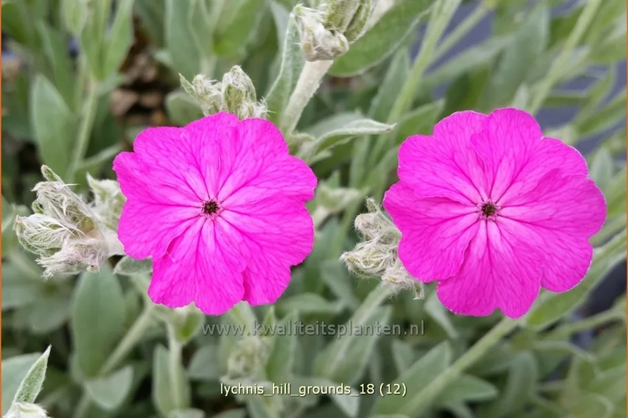 Lychnis 'Hill Grounds'