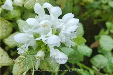 Lamium maculatum 'White Nancy'