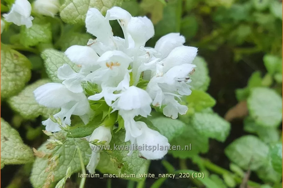 Lamium maculatum 'White Nancy'