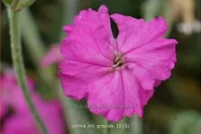 Lychnis 'Hill Grounds'
