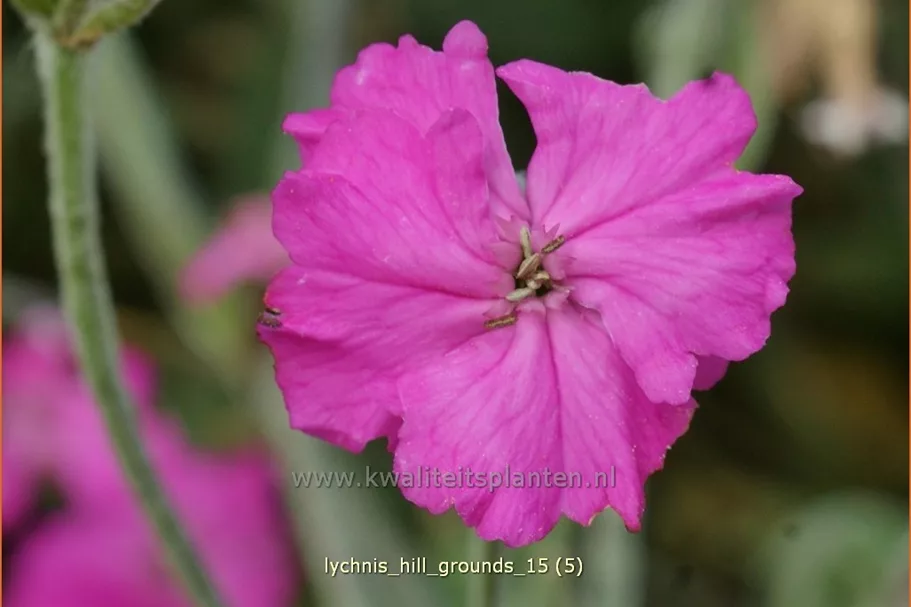 Lychnis 'Hill Grounds'