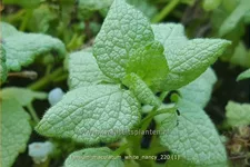 Lamium maculatum 'White Nancy'